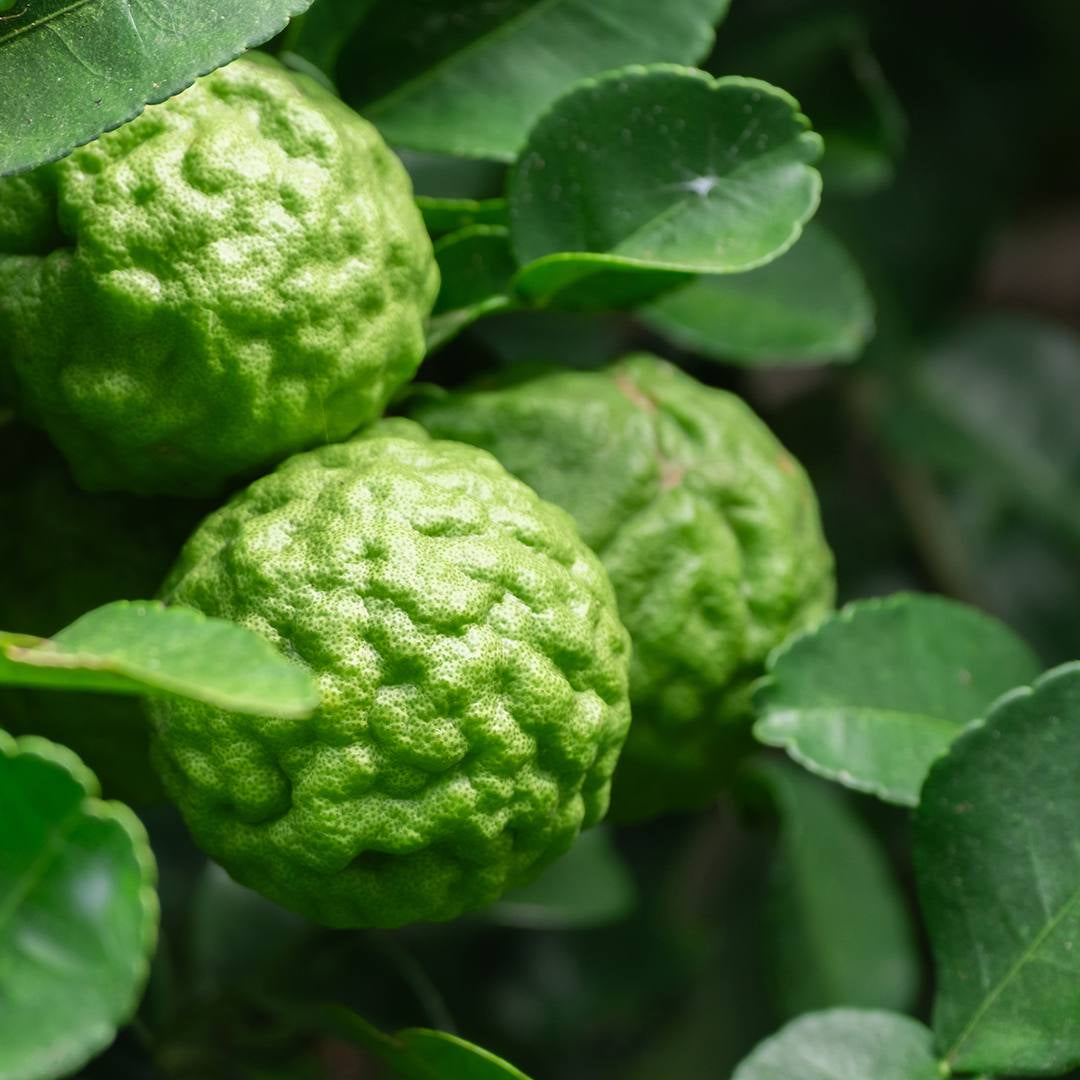 Parfum Chogan 164 Unfold homme – visuel de détail