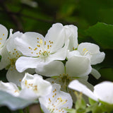 Parfum Chogan 163 Blooming Skin femme – visuel de détail