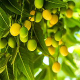 Huile de neem, actif purifiant Aurodhea