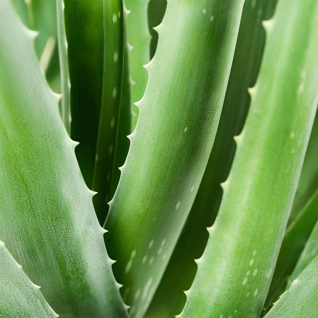 Aloe vera, actif clé de la crème de jour Aurodhea