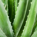 Aloe vera, actif clé de la crème de jour Aurodhea