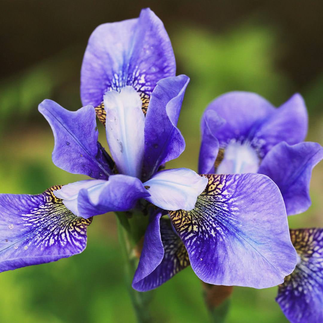 Parfum Chogan Amphera femme – note de cœur iris