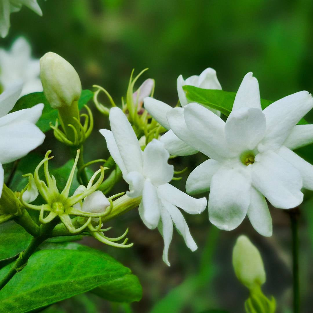 Parfum Chogan Amphera femme – note de cœur jasmin