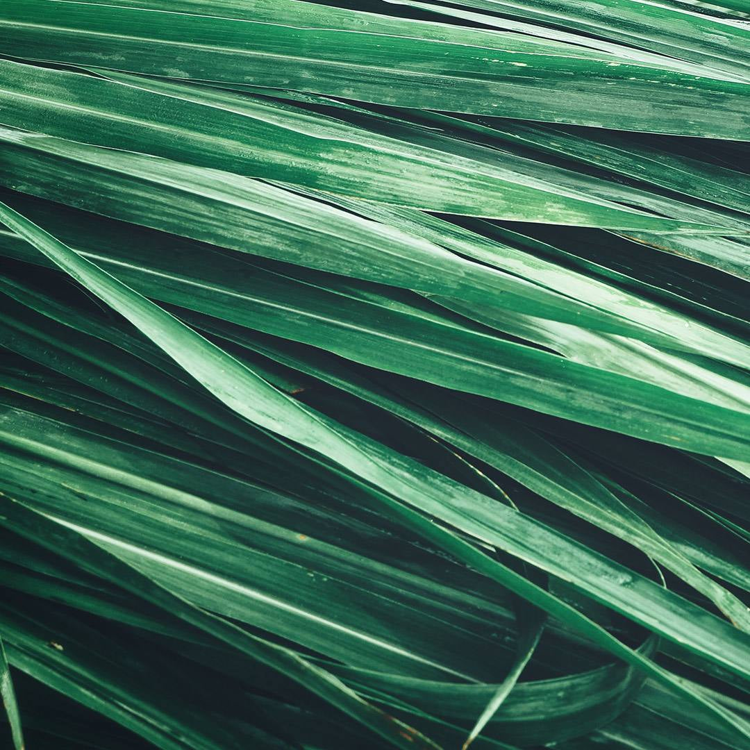 Parfum Chogan Volt homme – note de fond vétiver
